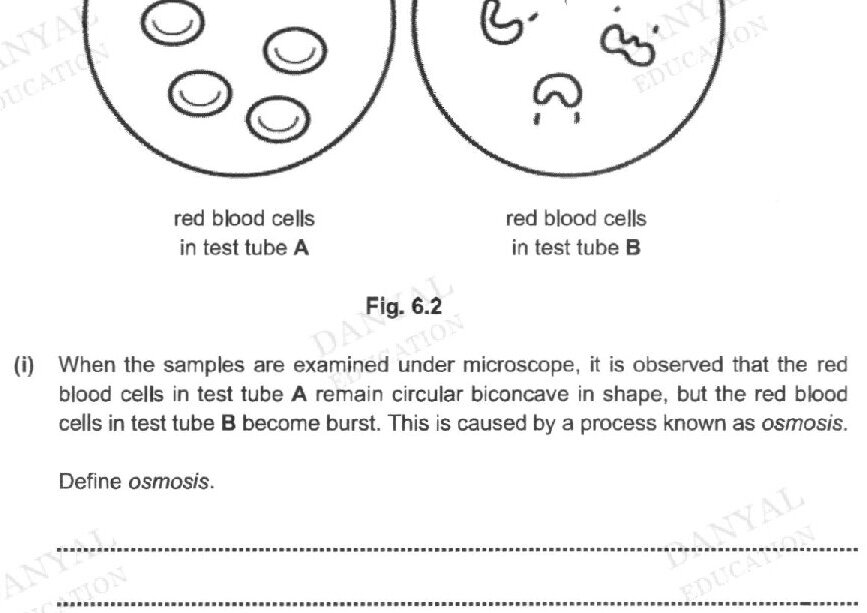 Figure 6.2 shows two circular microscope views. Left circle labeled 'red blood cells in test tube A' shows 5 circular biconcave cell shapes. Right circle labeled 'red blood cells in test tube B' shows 6-7 burst/crenated cell shapes with irregular edges.