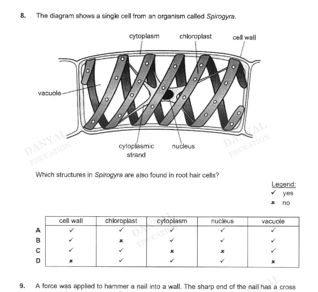A diagram of a single cell from the organism Spirogyra showing: cell wall, cytoplasm, chloroplasts (shown as shaded diagonal bands), vacuole, cytoplasmic strands, and nucleus. The table below shows which structures (cell wall, chloroplast, cytoplasm, nucleus, vacuole) are present in each option A through D, marked with checkmarks (✓) for yes and crosses (✕) for no.