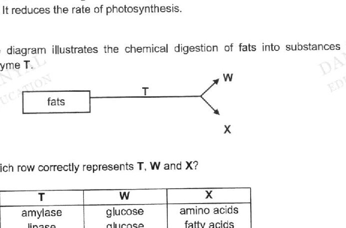 A simple flow diagram showing: 'fats' box on the left, with arrow labeled 'T' pointing to two branches leading to 'W' (upper) and 'X' (lower).