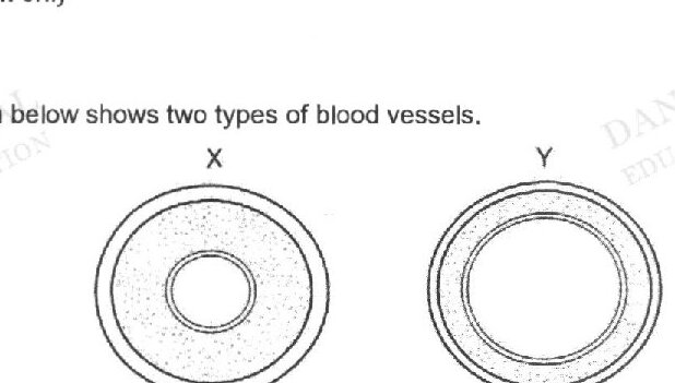 Two cross-sectional diagrams of blood vessels labeled X and Y. Vessel X shows a thick muscular outer layer with a small lumen. Vessel Y shows a thin wall with a larger lumen.