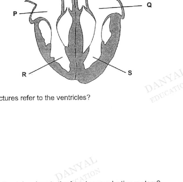 Cross-section of a human heart showing labeled structures: P (left side chamber), Q (right side chamber), R (lower left chamber), and S (lower right chamber). The diagram shows the heart from a frontal view with major blood vessels at the top.