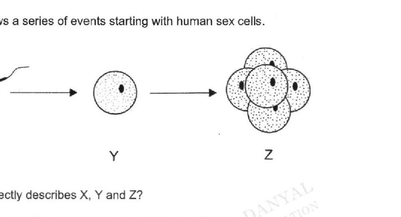 A diagram showing three stages of early human development. Stage X shows a single cell with a tail-like structure (representing a sperm cell approaching an egg). Stage Y shows a single larger cell (representing a zygote). Stage Z shows multiple cells clustered together (representing an early embryo at the blastocyst stage).