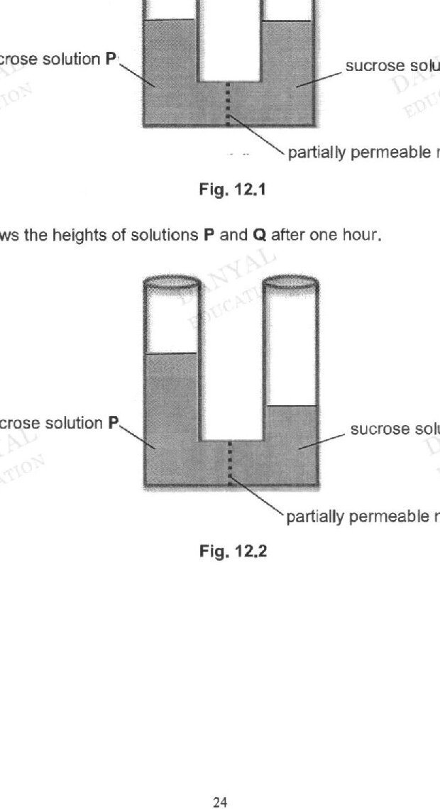 Fig 12.1: A U-shaped tube containing two sucrose solutions P and Q separated by a partially permeable membrane at the bottom. Both solutions initially at equal heights in their respective arms.

Fig 12.2: The same U-shaped tube after one hour, showing solution P has risen higher in its arm while solution Q has dropped lower, indicating water movement across the partially permeable membrane.