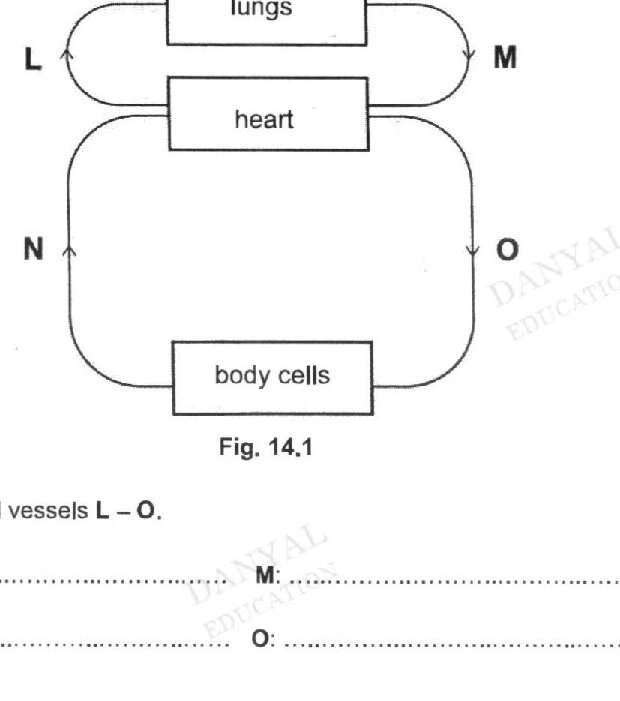 A diagram showing the human circulatory system with the heart, lungs, and body cells. Blood flows from the lungs (labeled L and M) through the heart, then to body cells (labeled O coming from the heart, N returning). The arrows indicate the direction of blood flow in a circular pattern.