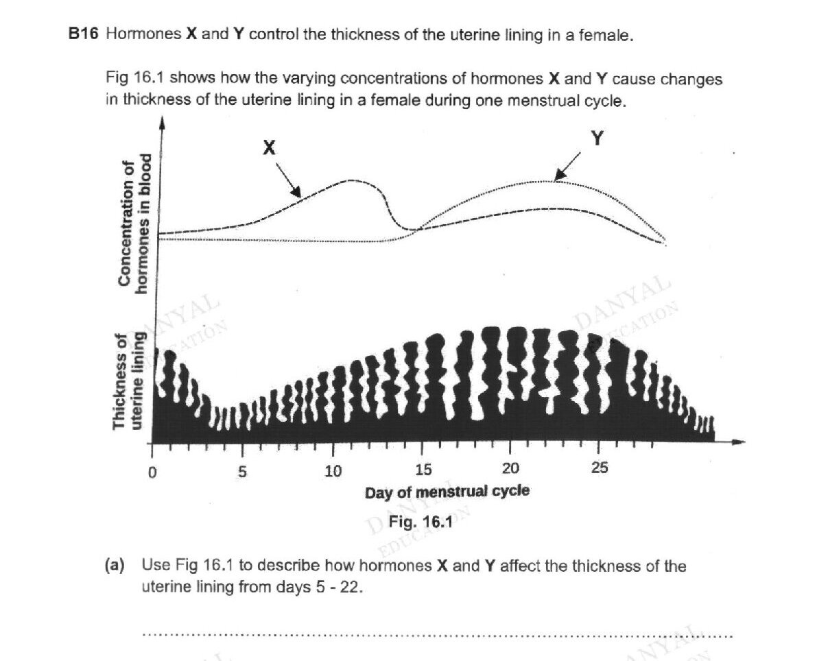 Fig 16.1 shows two graphs: Upper graph displays concentration of hormones in blood (y-axis) vs Day of menstrual cycle (x-axis, 0-28 days). Hormone X shows a peak around day 8-10, then decreases. Hormone Y shows a lower baseline initially, then increases with a peak around day 20-22. Lower graph shows thickness of uterine lining (y-axis, shown as black filled area) vs Day of menstrual cycle (x-axis, 0-28 days), displaying a wave-like pattern that increases from day 5, peaks around day 20-22, then decreases toward day 28.