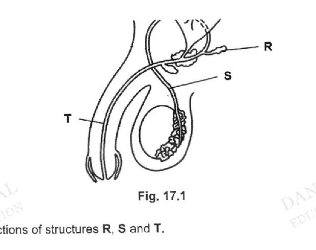 Fig. 17.1 shows a diagram of the male reproductive system with three labeled structures: R (appears to be at the top, connected to blood vessels), S (appears to be a duct or tube connected to structure R), and T (appears to be a coiled tube, likely the epididymis or vas deferens). The diagram shows these structures in a simplified anatomical representation.