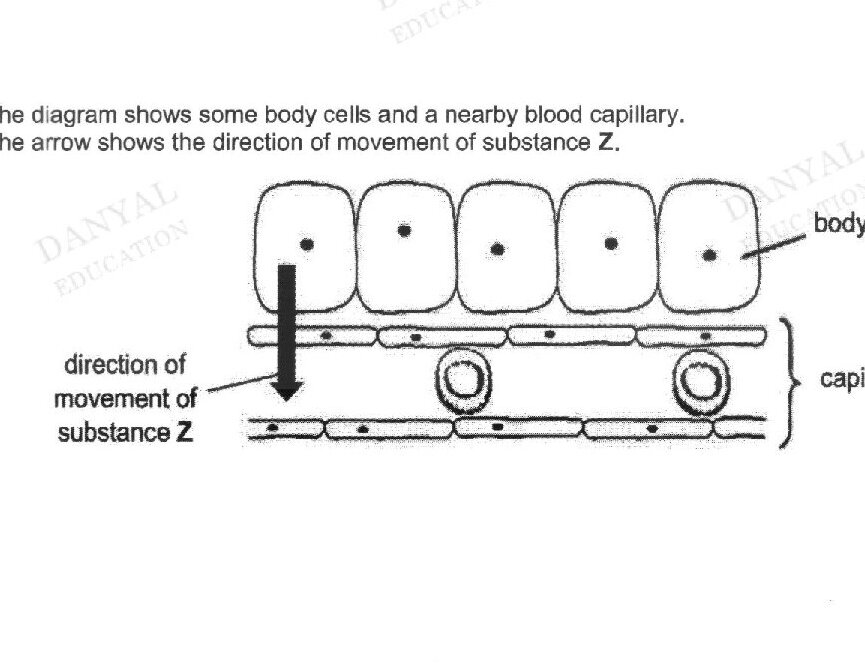 A diagram showing five body cells (rectangles with dots inside) arranged above a blood capillary (two parallel lines with circular cross-sections representing blood cells). An arrow labeled 'direction of movement of substance Z' points from the capillary toward the body cells, indicating movement from the capillary into the surrounding tissue.