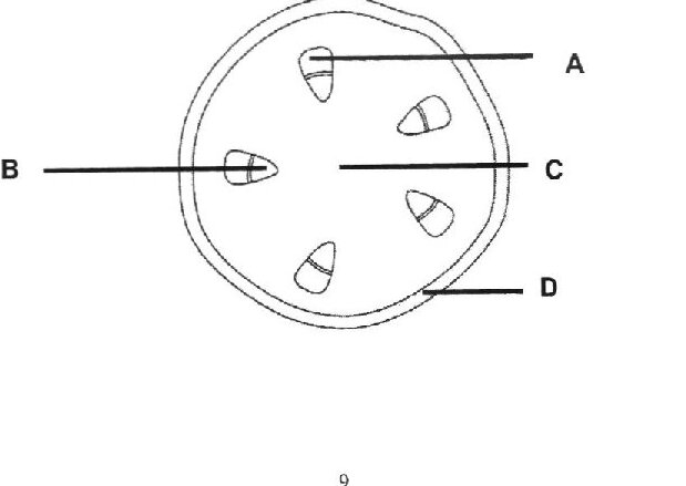 Cross-section of a dicotyledonous plant stem showing four labeled tissues: A (appears to be at the top), B (on the left side), C (on the right side), and D (at the bottom/outer layer). The tissues are represented by different vessel-like structures within the circular stem cross-section.