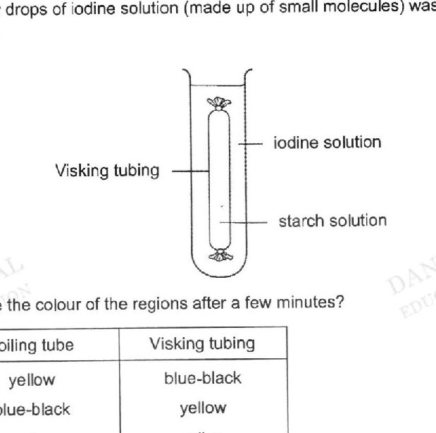 A diagram showing a Viking tubing (semi-permeable membrane tube) filled with starch solution placed inside a boiling tube containing water. Iodine solution is shown being added at the top of the boiling tube. The starch solution is inside the Viking tubing, and the water with iodine is in the boiling tube surrounding it.