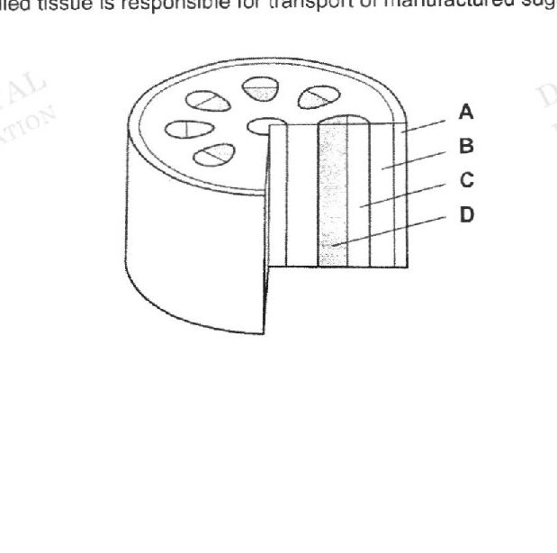 A cross-sectional diagram of a plant stem showing four labeled tissues (A, B, C, D). The diagram shows a circular cross-section with various tissues. A appears to be at the outer edge, B is below A, C appears to be in the central region, and D is in the inner area. The tissues represent different structures like epidermis, cortex, phloem, and xylem.