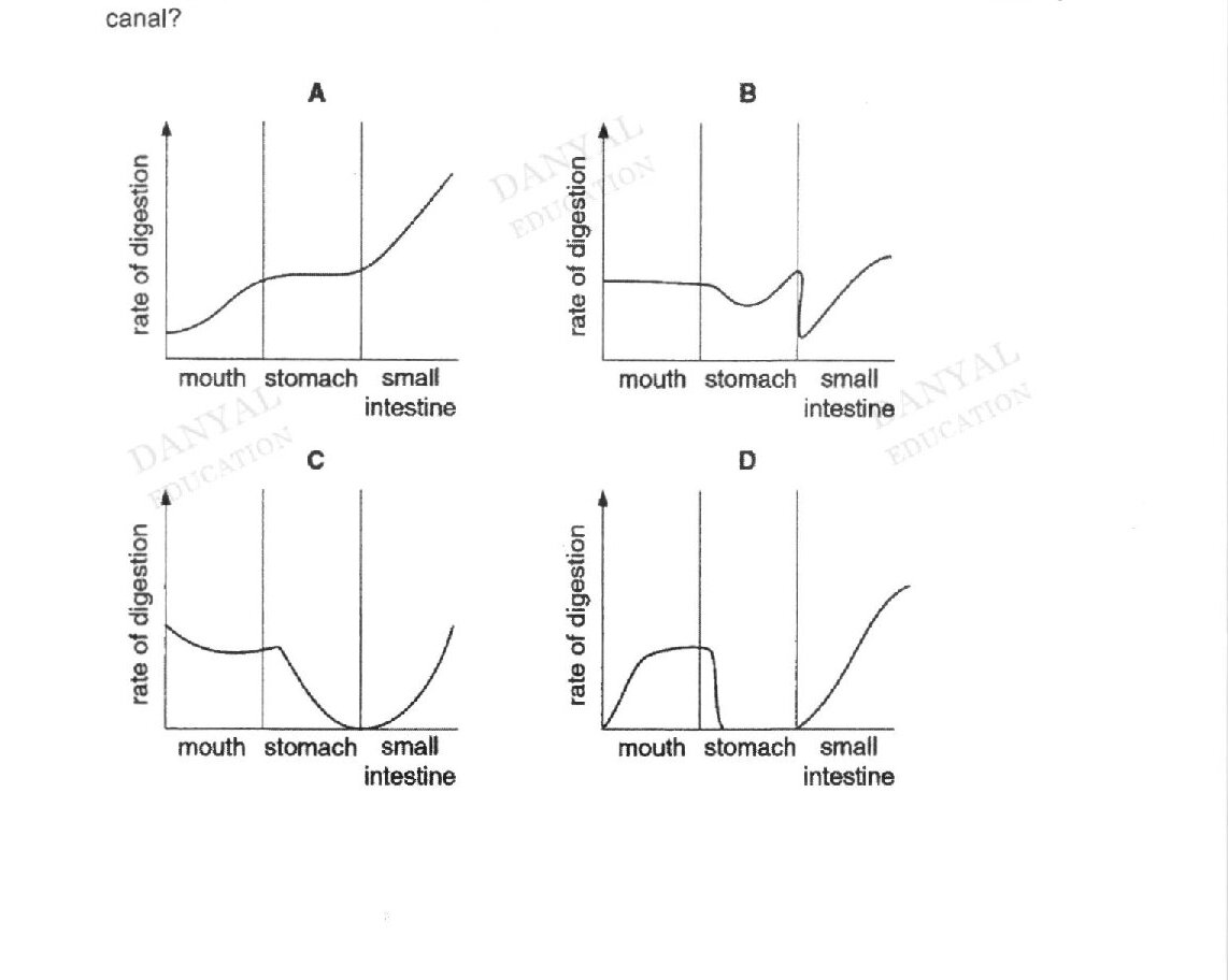 Four graphs (A, B, C, D) showing 'rate of digestion' (y-axis) versus three sections of the alimentary canal (x-axis): mouth, stomach, and small intestine. Graph A: low rate in mouth, plateau in stomach, then increases in small intestine. Graph B: high rate in mouth, drops in stomach, dips further in early small intestine then increases. Graph C: starts high, drops significantly in stomach to near zero, then increases in small intestine. Graph D: low rate in mouth, rises sharply in stomach, plateaus in stomach region, then increases in small intestine.