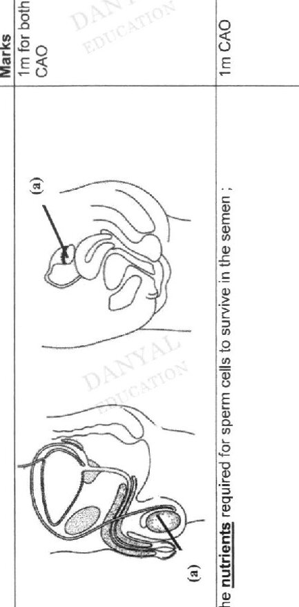 Fig. 5.1 shows male reproductive organs with labels X (prostate gland) and unlabeled structures including testes and penis. Fig. 5.2 shows female reproductive organs with label Y (fallopian tube) and unlabeled structures including ovaries and uterus.